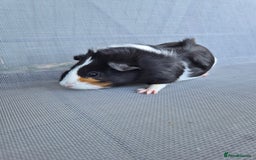 Guinea Pig rodents for sale: Female guinea pigs both sisters - Image 4