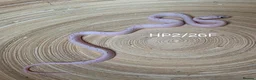 Corn Snake reptiles for sale: Palmetto and caramel palmetto corn snakes  - Advert 12