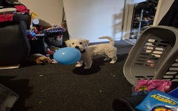 Mixed Breed dogs for sale: Female westiepoo  - Image 3