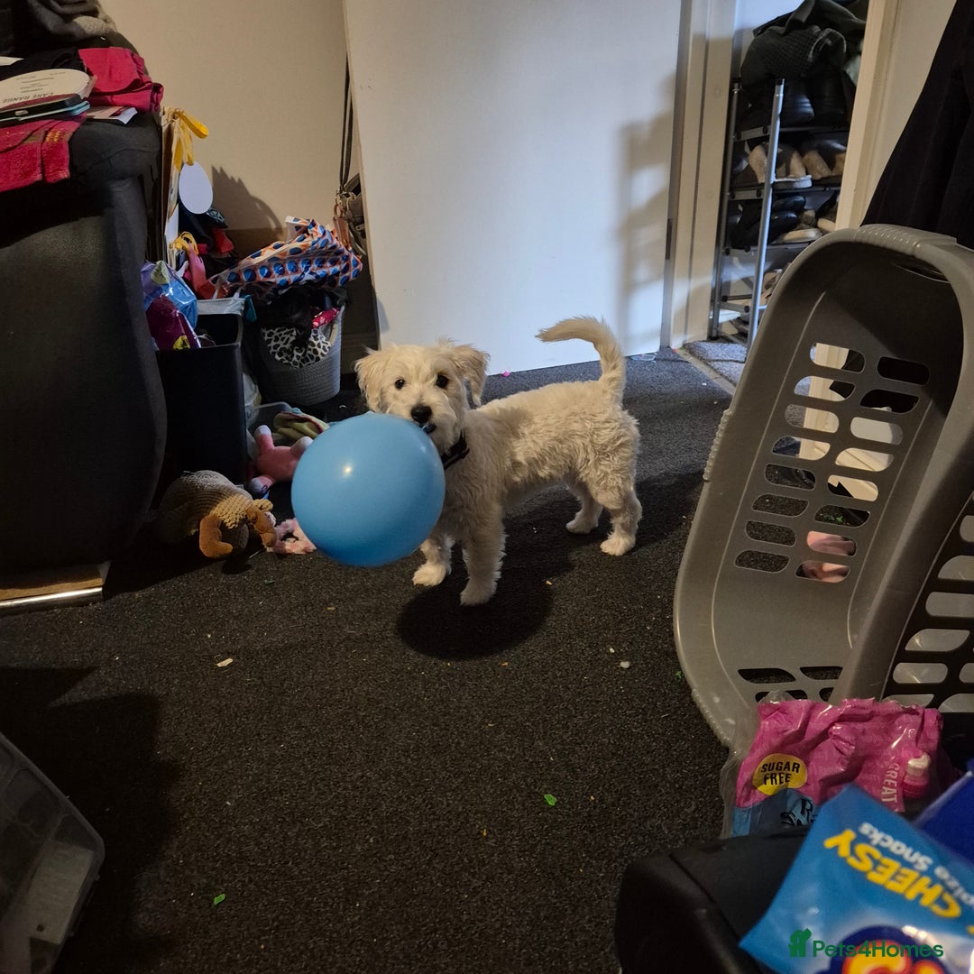 Mixed Breed dogs for sale: Female westiepoo  - Image 3