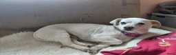 Mixed Breed dogs for adoption: 🐾💕 KARA – A Tiny Girl with an Enormous Heart💕🐾 - Advert 17