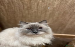 Ragdoll cats for sale: Beautiful, blue eyed female rag doll cat - Image 4