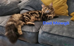 Maine Coon cats for sale: 100% Maine Coon Kittens DNA HEALTH TESTED PARENTS  - Image 14