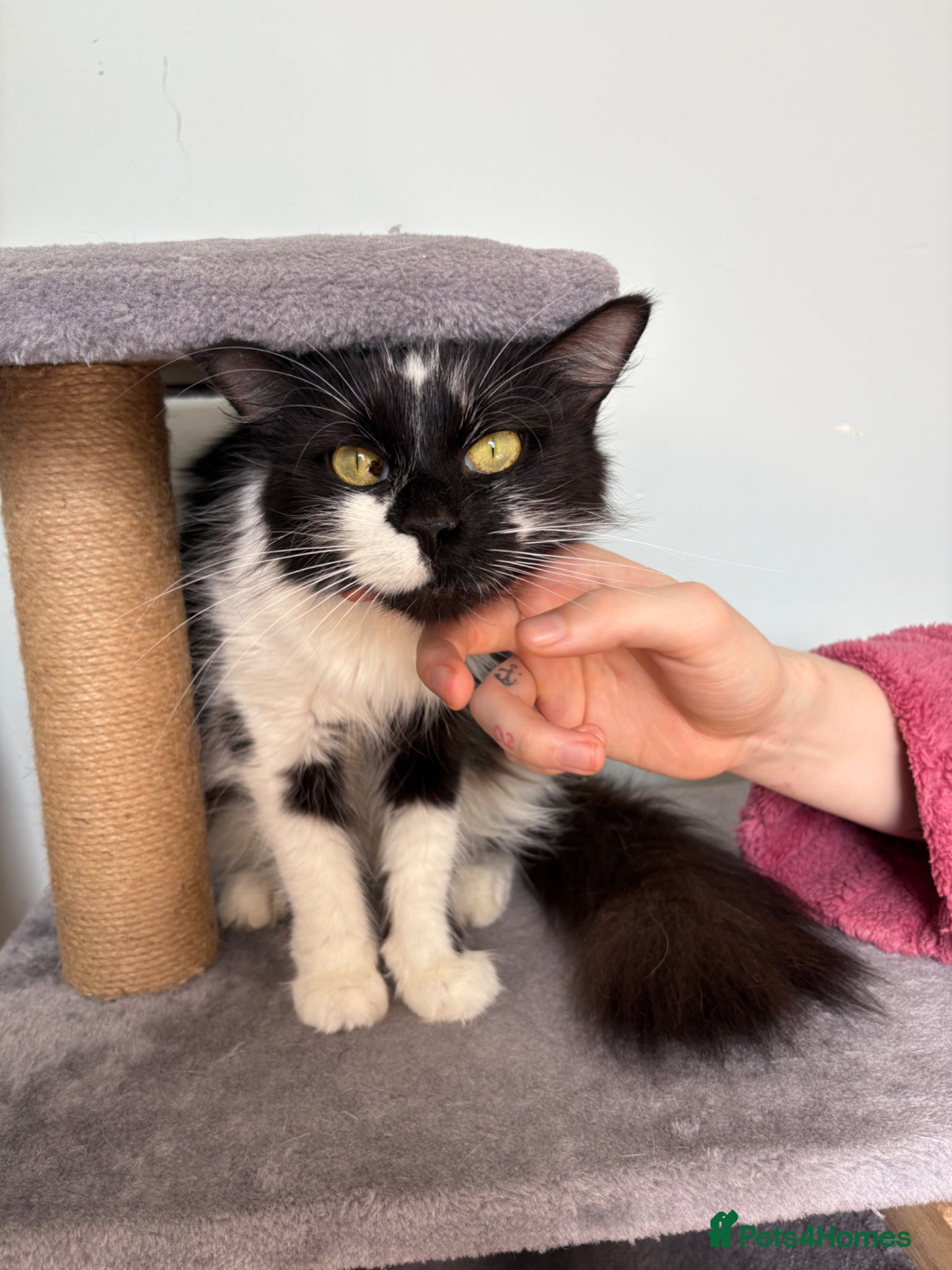 Mixed Breed cats 🐱7 beautiful kittens for sale! - Advert 2