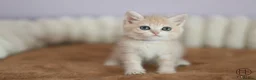 British Shorthair cats for sale: TICA Blue Golden BSH/BLH kittens looking for homes - Advert 7