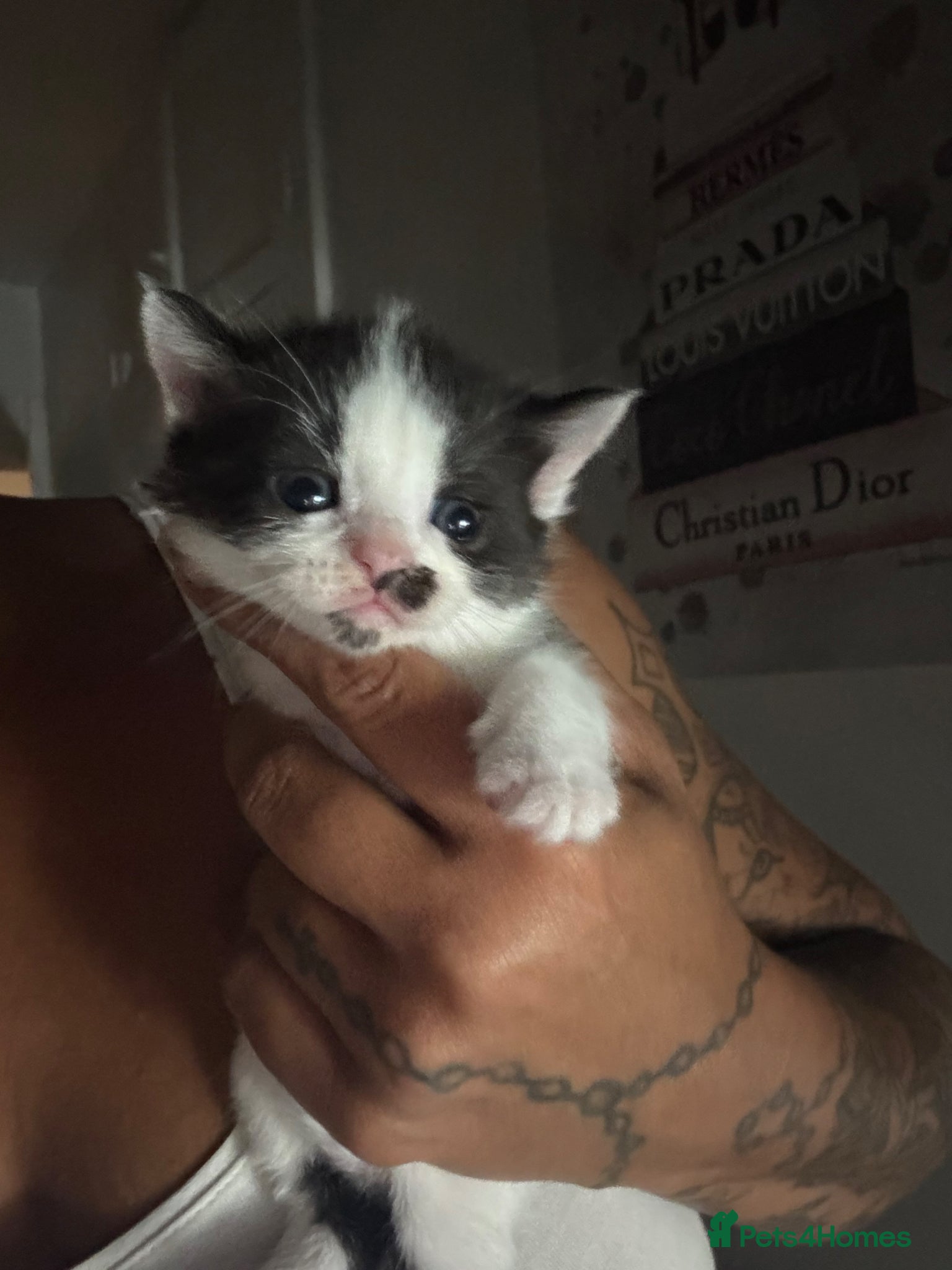 Mixed Breed cats for sale: Mixed Russian blue  - Advert 4