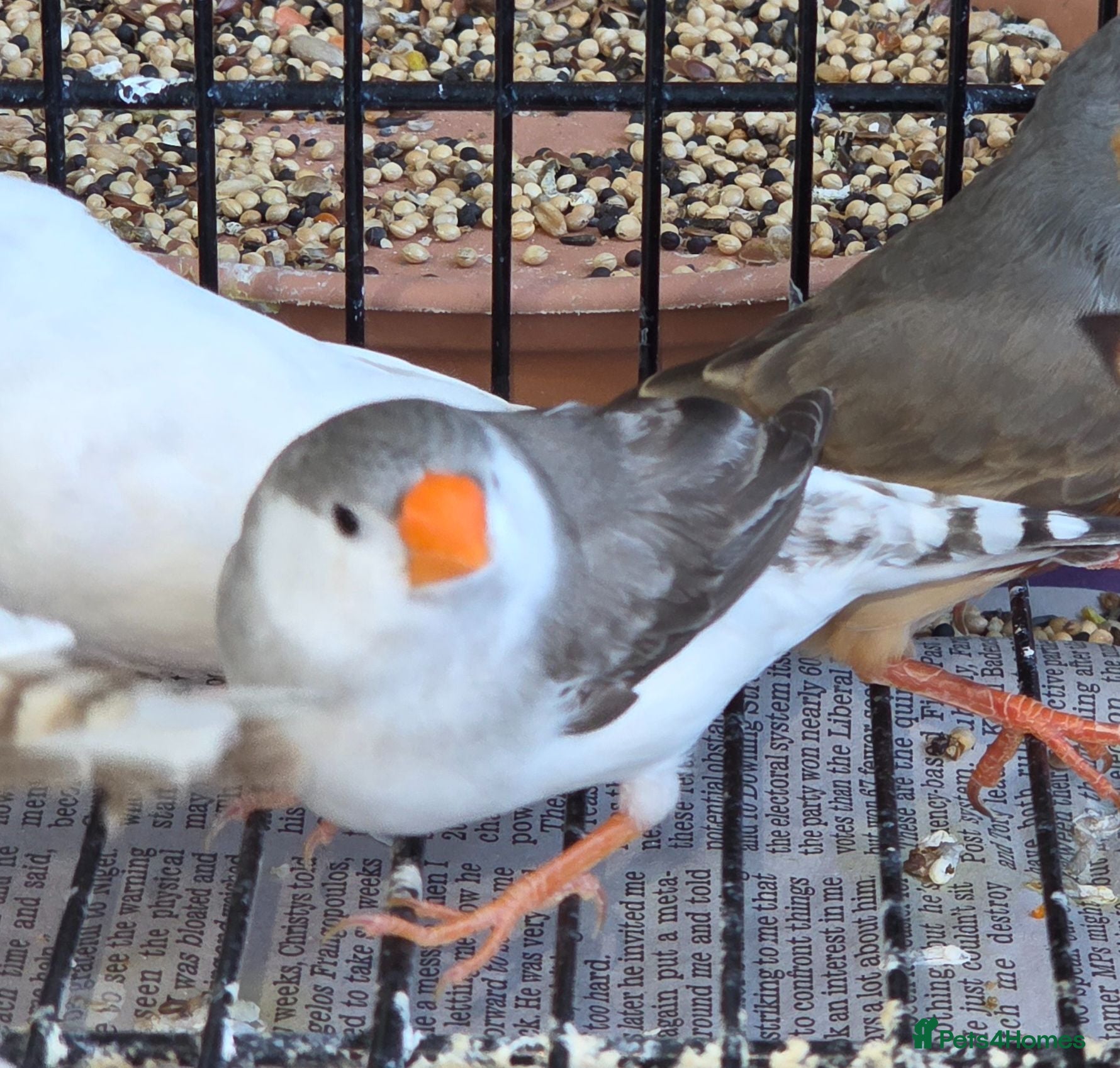 Finches birds Mixed 5 month old Zebra finch - Advert 2