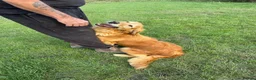Golden Retriever dogs for sale: Loving golden retriever girl  - Advert 2