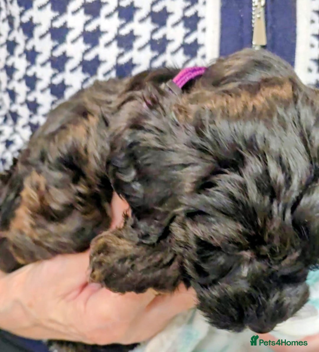 Yorkiepoo dogs for sale: GENUINE F1 YORKIEPOO PUPPIES  - Advert 18