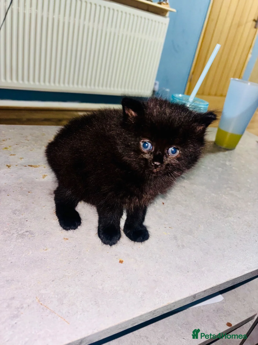 Mixed Breed cats for sale: Cats kittens  - Advert 8