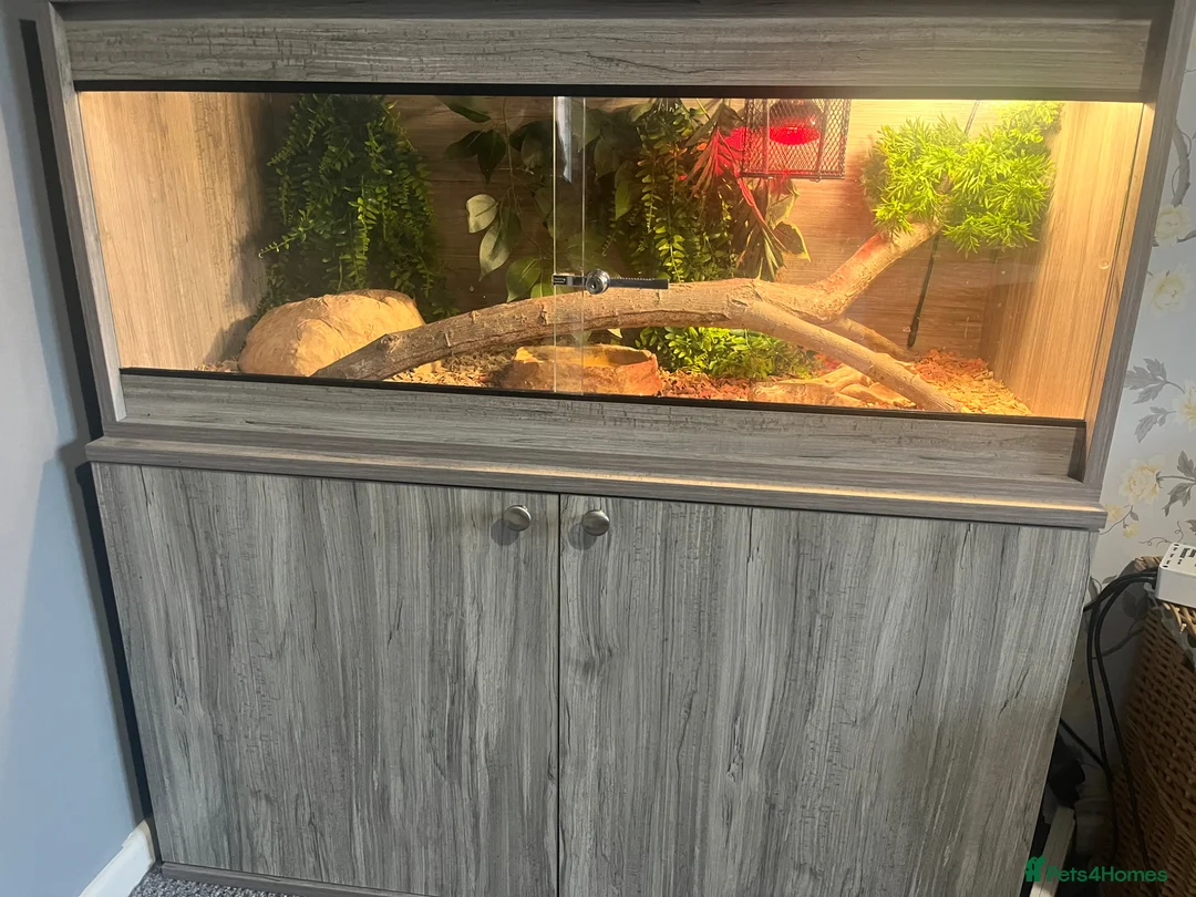 Python Snake reptiles for sale: ROYAL PYTHON FOR SALE!  in Leicester - Advert 5