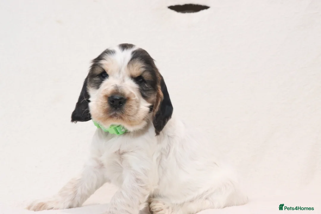 Cocker Spaniel dogs for sale: 🤎🧡 Chocolate Sable & Tan 🧡🤎 - Advert 8