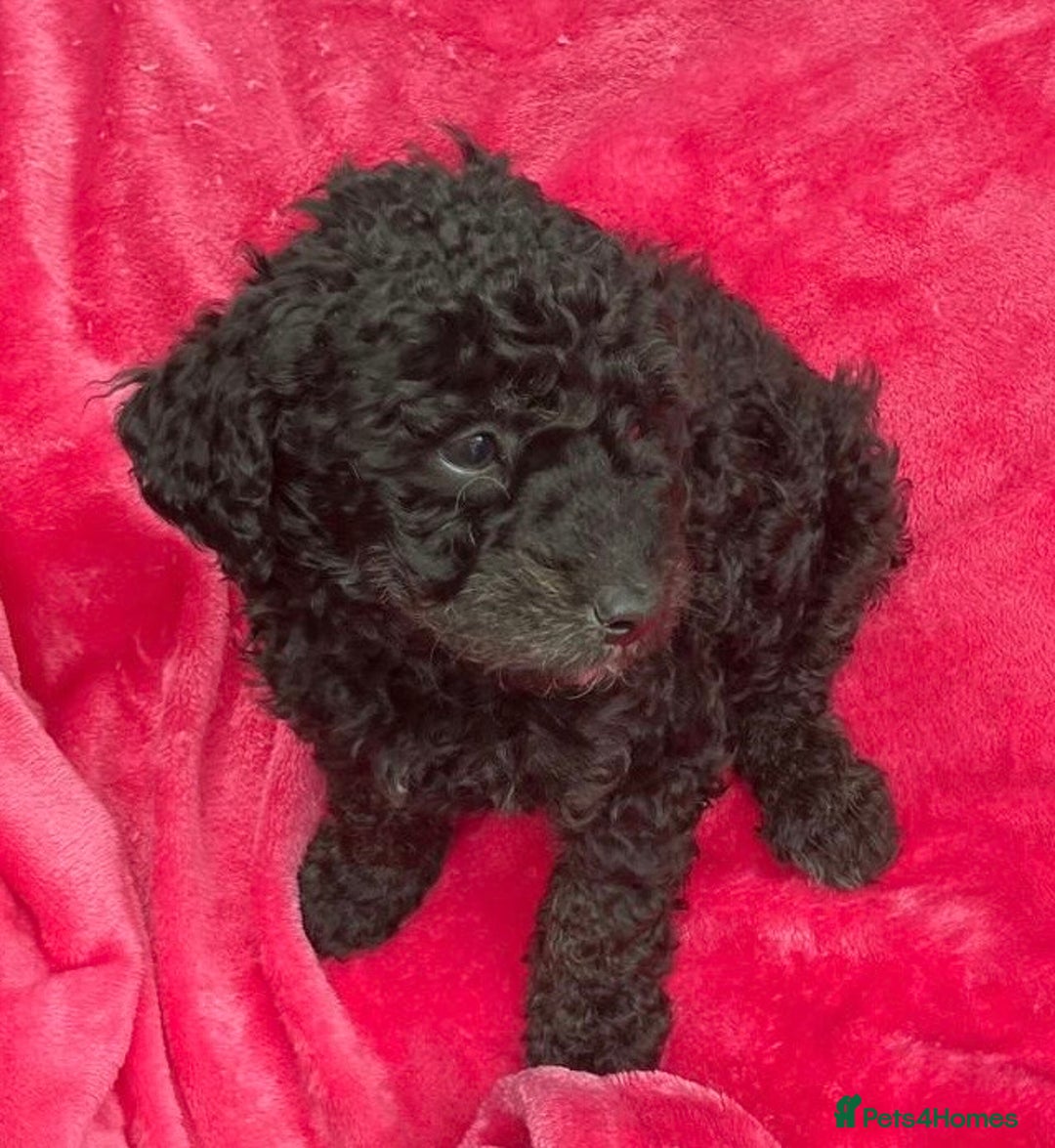 Cockapoo dogs for sale: Stunning cockerpoo puppies - Image 6