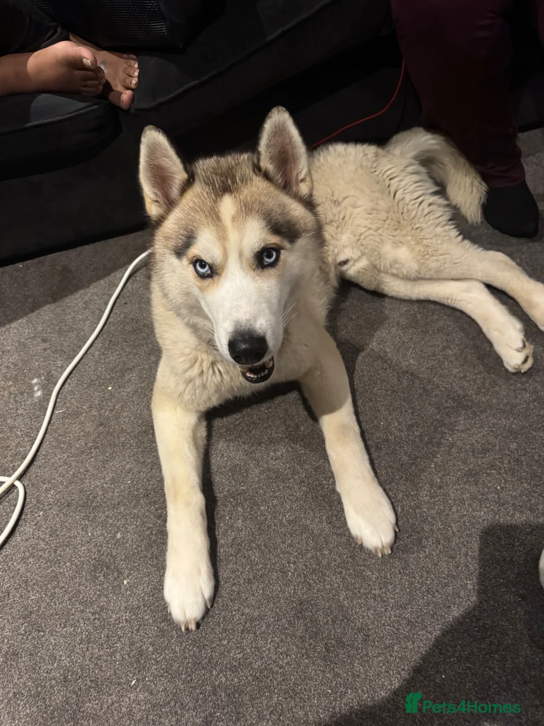Siberian Husky dogs for sale: Siberian Husky-Looking for Loving Experienced Home in Rochester - Advert 3