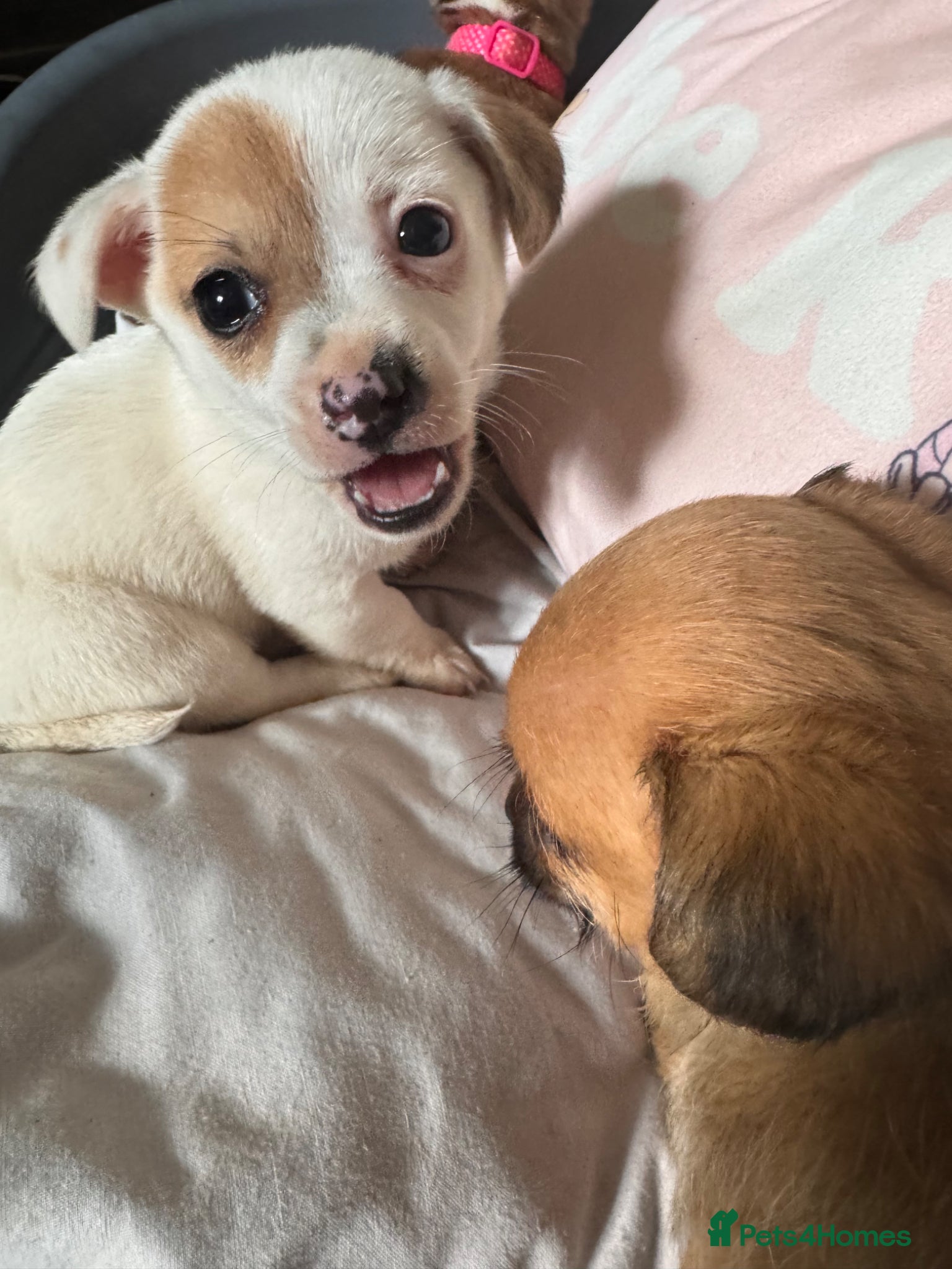 Mixed Breed dogs Adorable 1 boy tiny Chihuahua x terrier. Puppy's - Advert 10