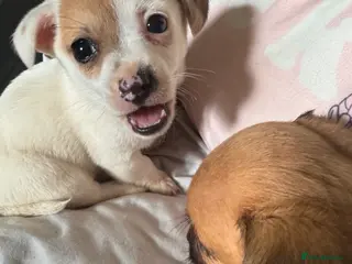 Mixed Breed dogs Adorable 1 boy tiny Chihuahua x terrier. Puppy's - Advert 10