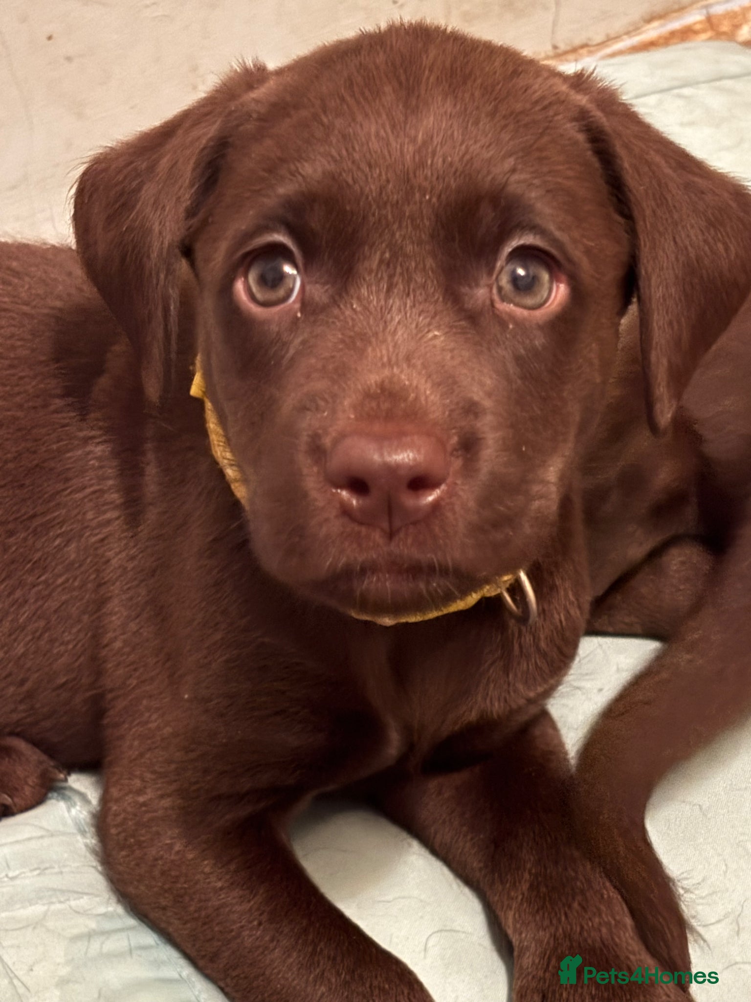 Labrador Retriever dogs Beautiful Pedigree Lab Puppies For Sale! - Advert 2
