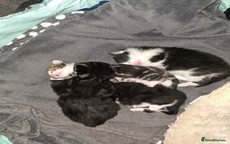 British Shorthair cats for sale: Beautiful kittens  - Advert 2