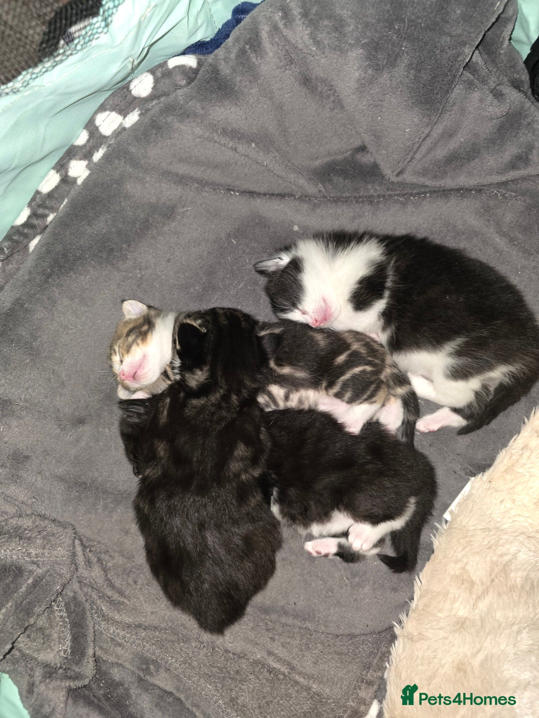 British Shorthair cats for sale: Beautiful kittens  - Advert 2