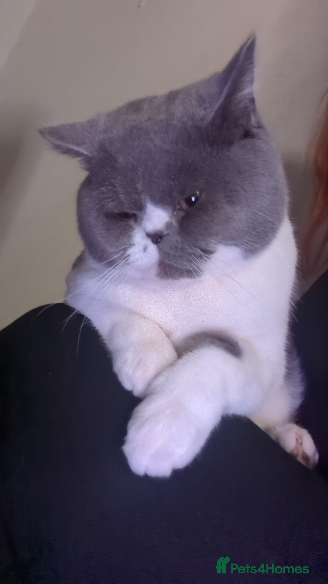 British Shorthair cats In tacked male  - Advert 1