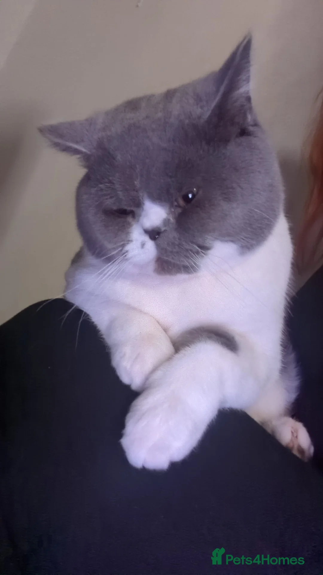 British Shorthair cats for sale: In tacked male  in Wolverhampton - Advert 1