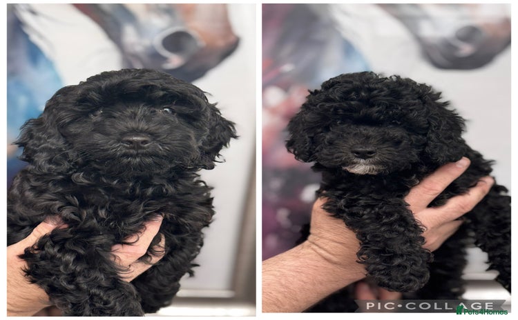 Cavapoo dogs - Advert 4