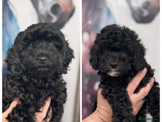 Cavapoo dogs - Advert 2