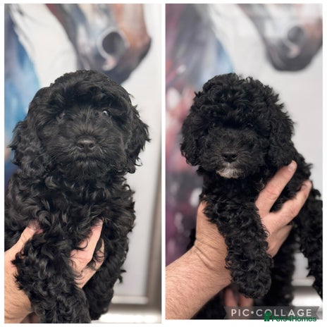 Cavapoo dogs - Advert 9