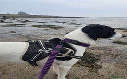 Pointer dogs for adoption: Charlie is looking for his forever home  - Image 1