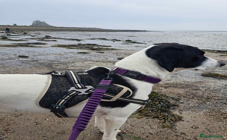 Pointer dogs - Advert 1