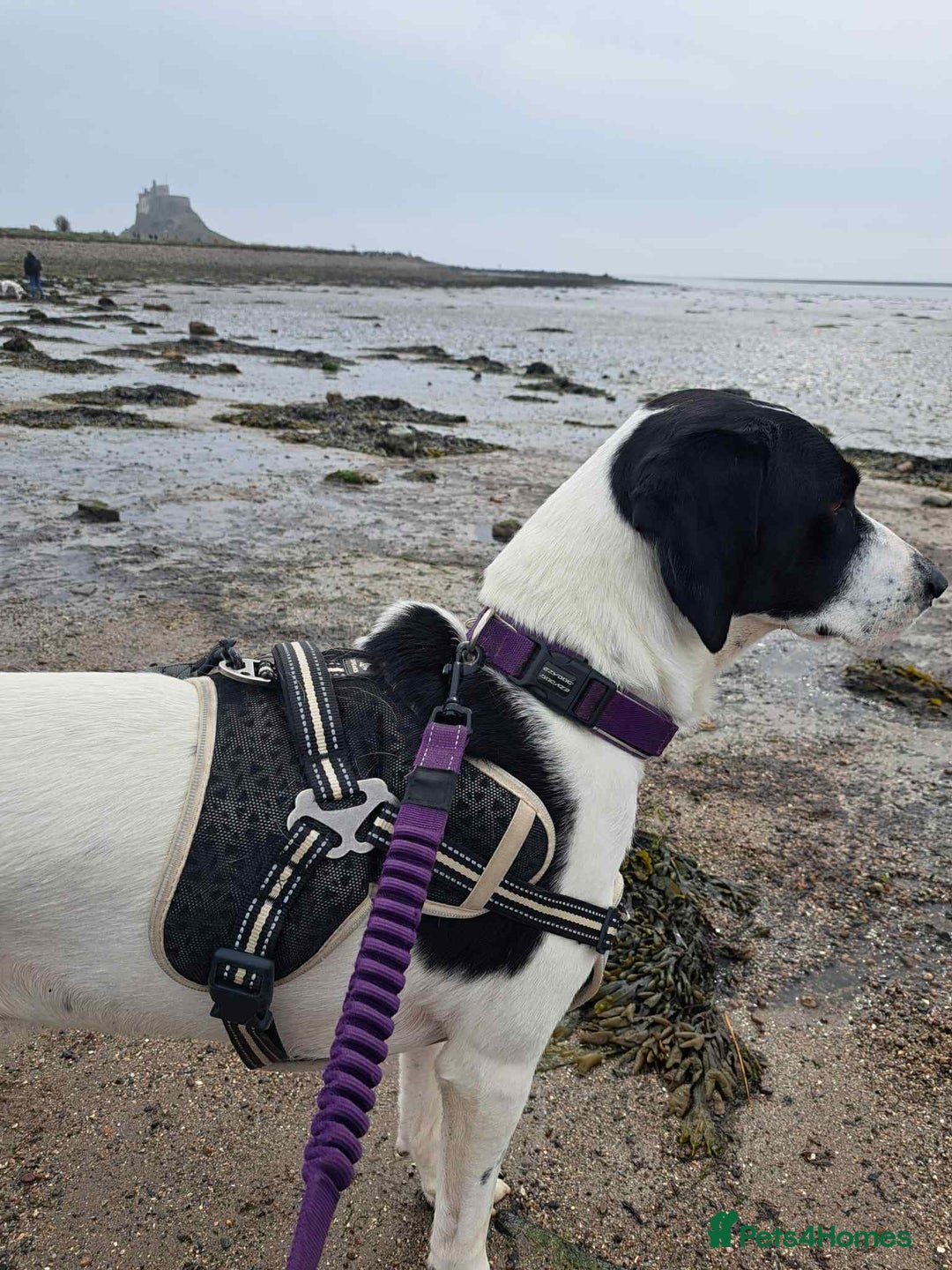 Pointer dogs for adoption: Charlie is looking for his forever home  - Image 1