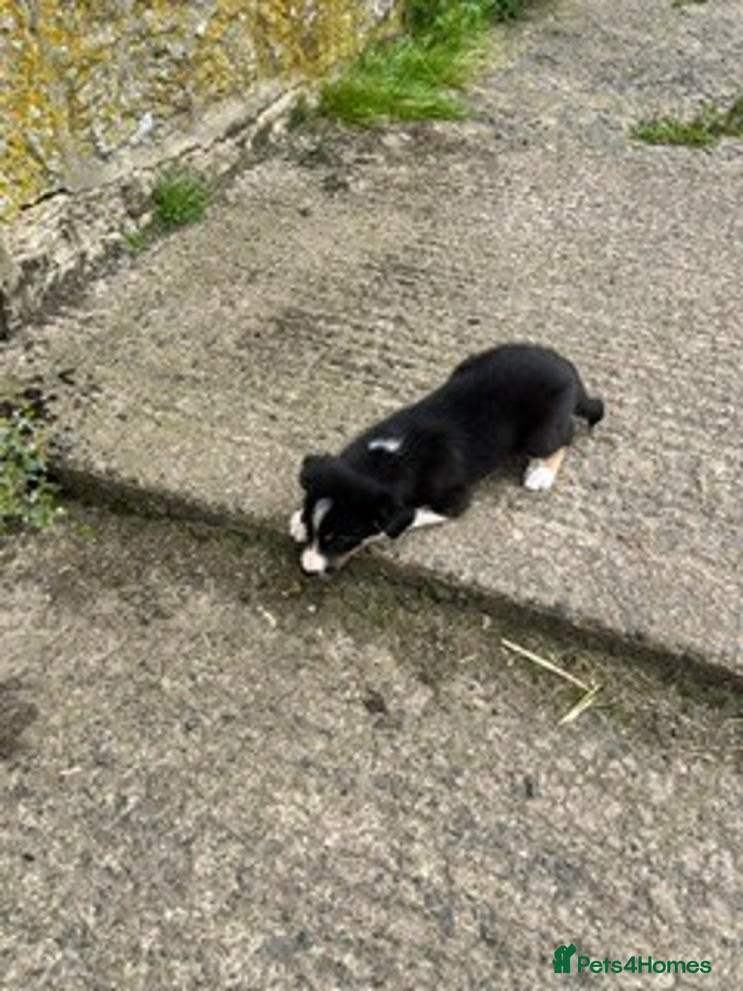 Border Collie dogs for sale: Collie puppy's for sale - Image 4