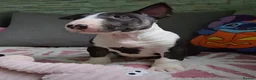 English Bull Terrier dogs for sale: Top Quality KC registered health checked - Advert 2
