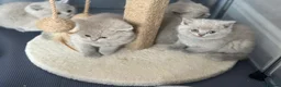 British Shorthair cats for sale: ✨Active Champion line British shorthair lilac - Advert 2