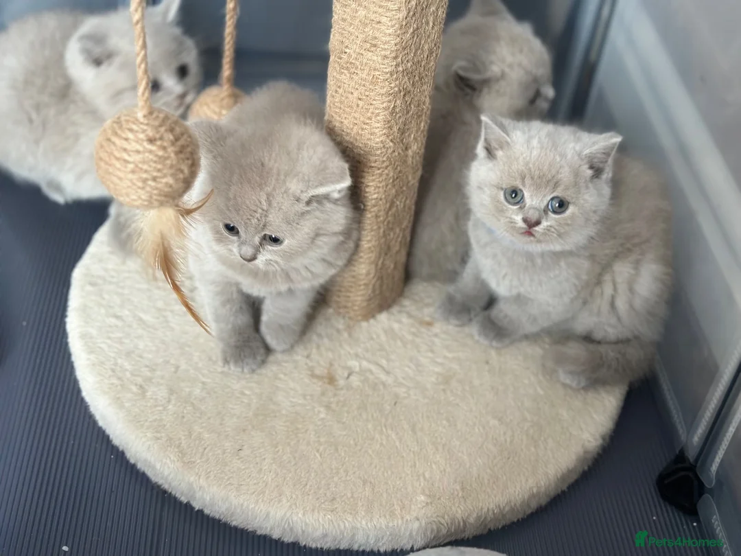 British Shorthair cats for sale: ✨Active Champion line British shorthair lilac - Advert 2