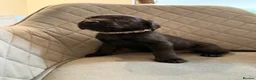 Labrador Retriever dogs for sale:  FTW Sired Working Labrador Pups – Black & Fox Red - Advert 9