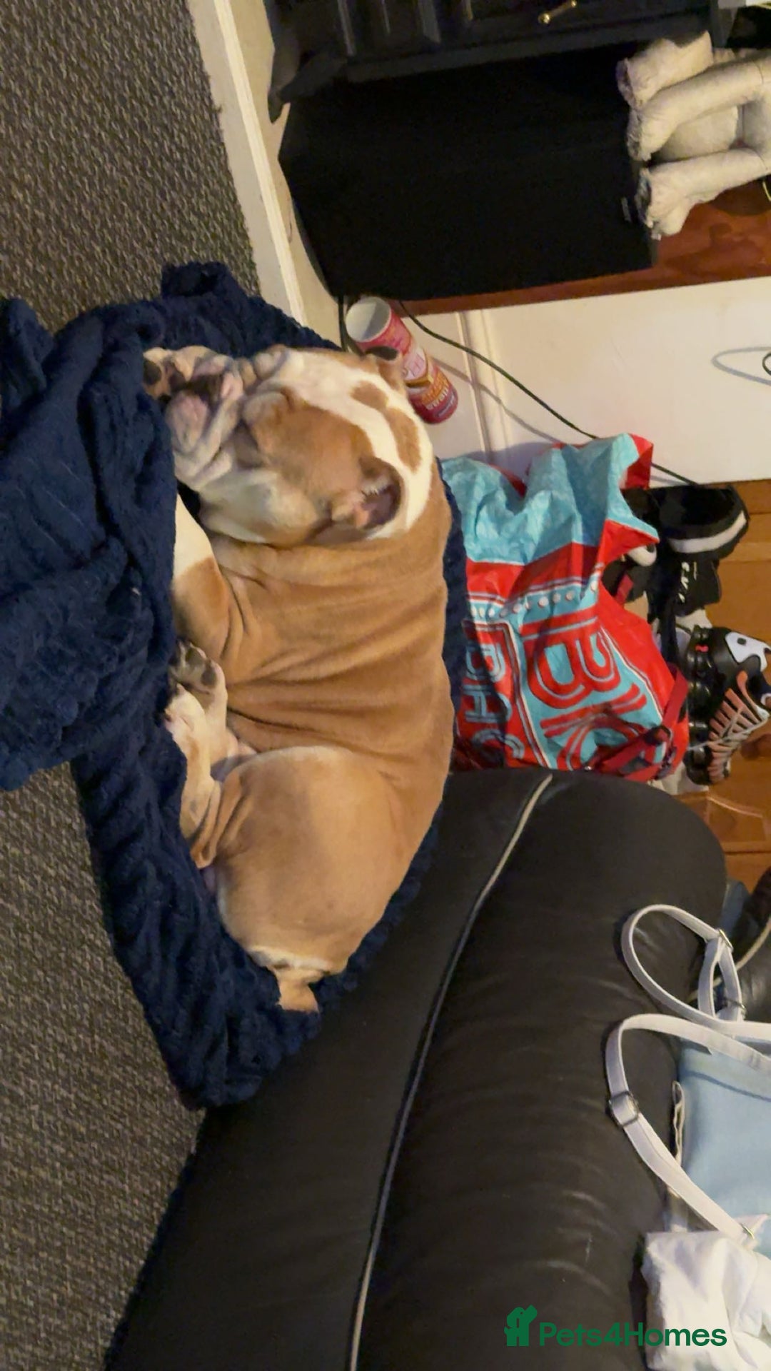 English Bulldog dogs for sale: Bruce - Advert 3