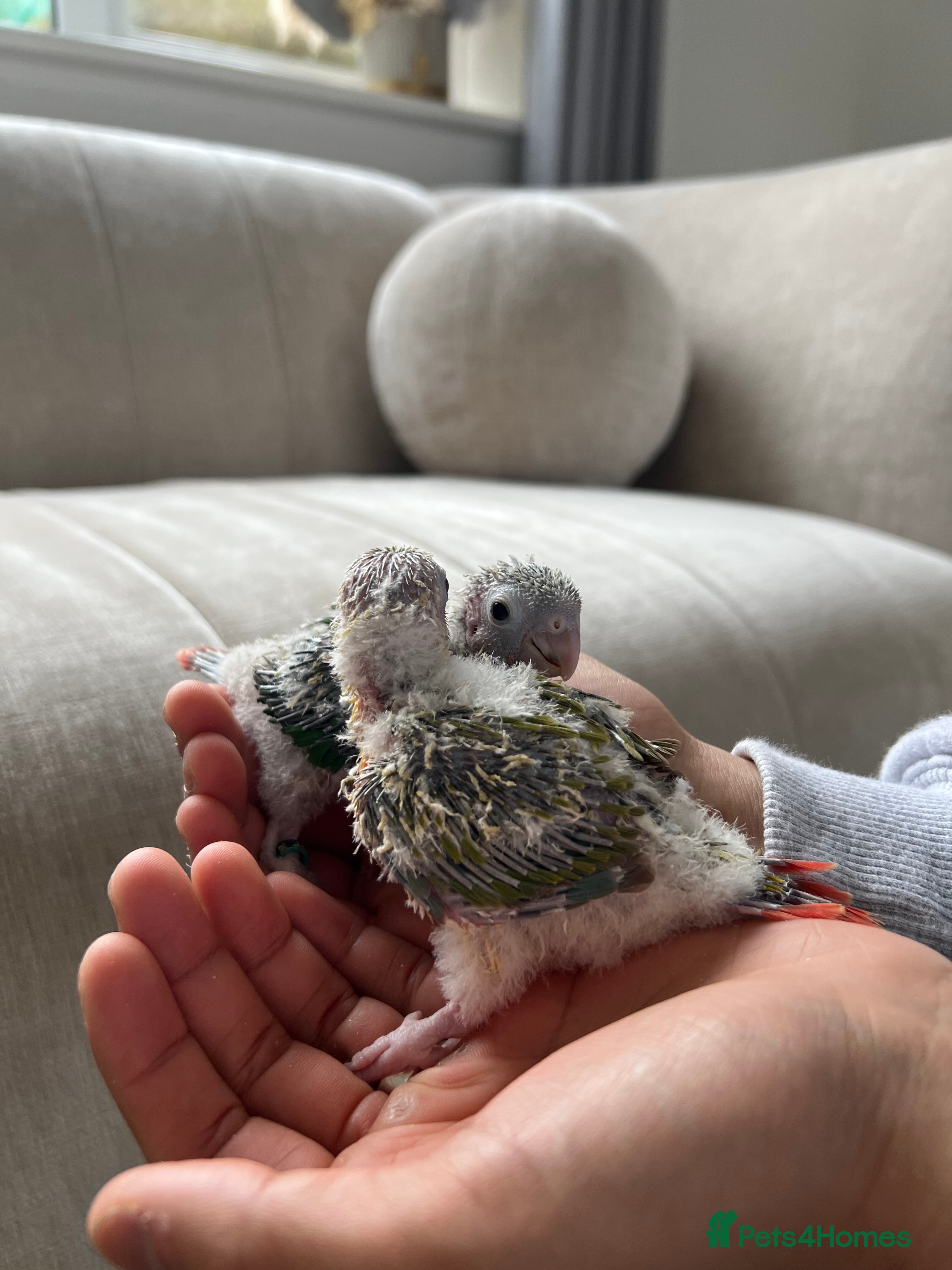 Conures birds Stunning Pineapple Conure Chicks - Advert 2