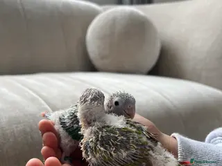 Conures birds Stunning Pineapple Conure Chicks - Advert 2