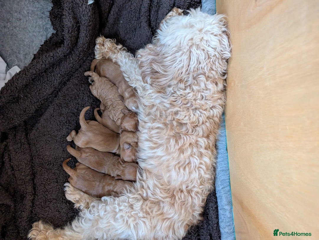 Cavapoo dogs for stud: PROVEN F1 Red Cavapoo stud-DNA Fully health tested - Image 10