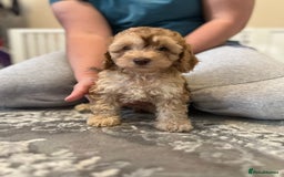 Cockapoo dogs for sale: Stunning F2 cockapoo puppies available 😍  - Image 4