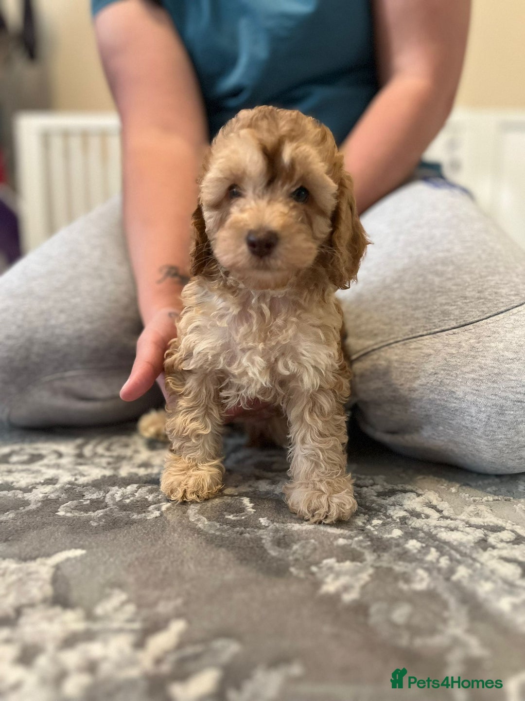 Cockapoo dogs for sale: Stunning F2 cockapoo puppies available 😍  - Image 4