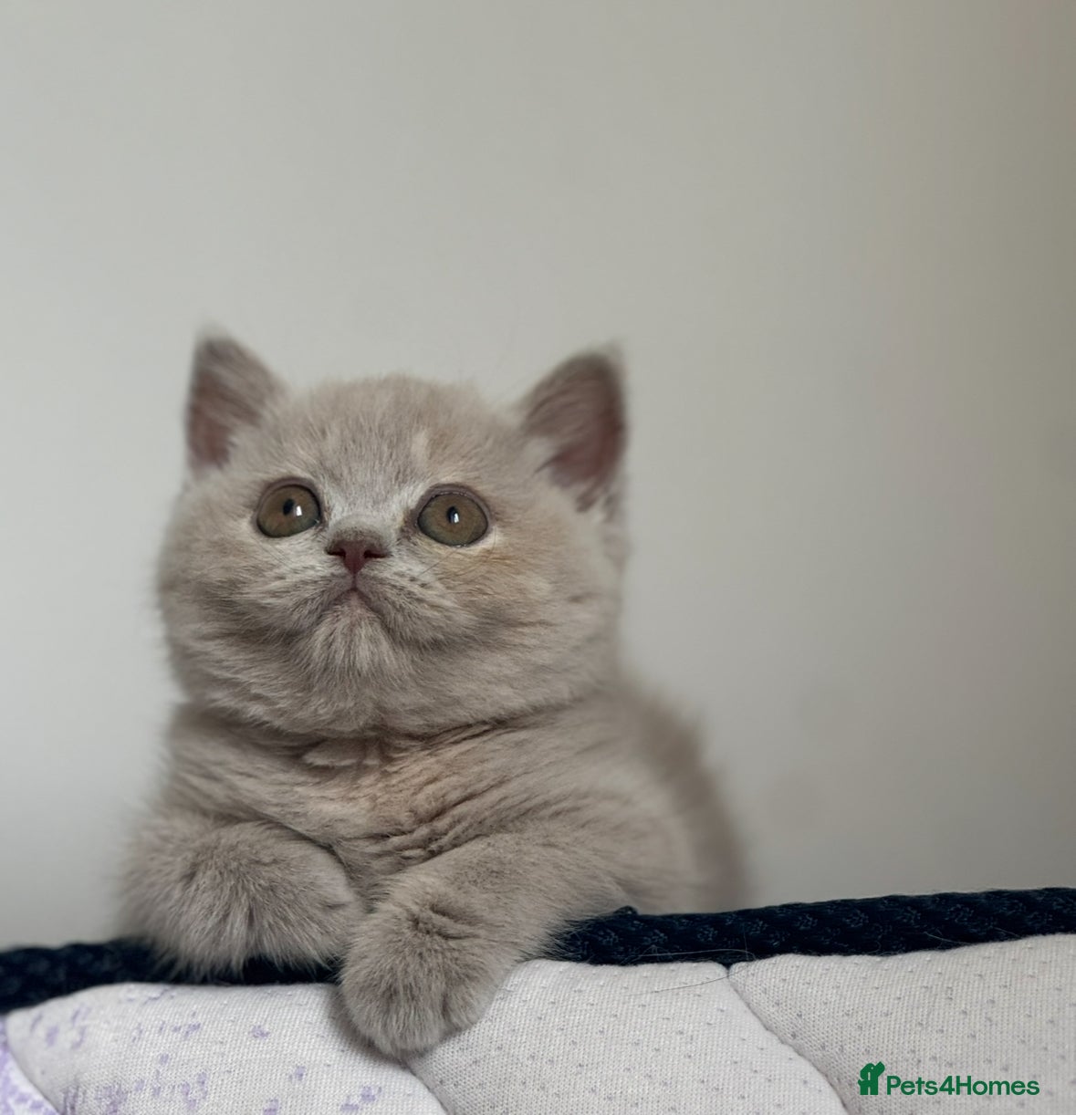 British Shorthair cats TICA SGC mum lilac tortie BSH female kitten  - Advert 5