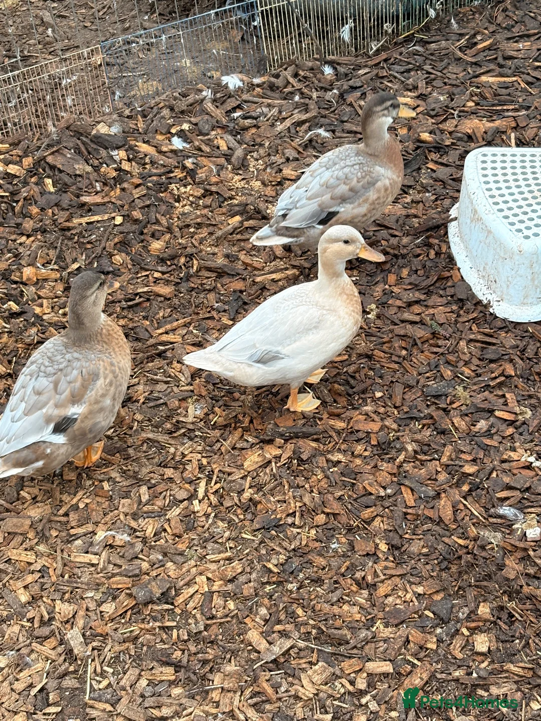 Ducks poultry for sale: Call ducks for sale  - Advert 1