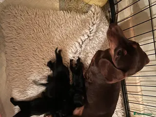 Miniature Dachshund dogs for sale: miniature dachshund puppies - Advert 2