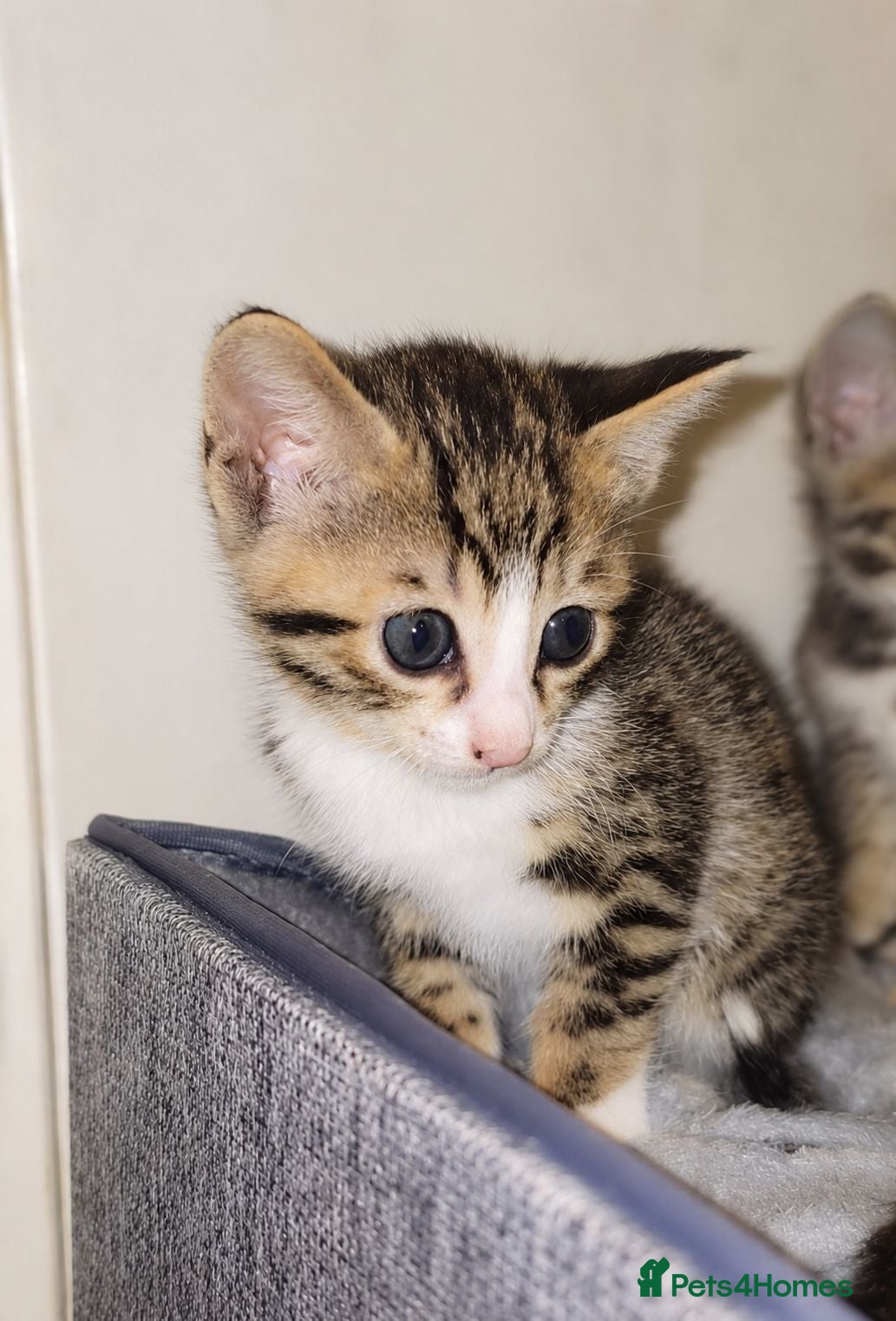 Bengal cats Savannah x bengal ONE MALE LEFT - Advert 1
