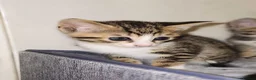 Bengal cats for sale: Savannah x bengal ONE MALE LEFT - Advert 3