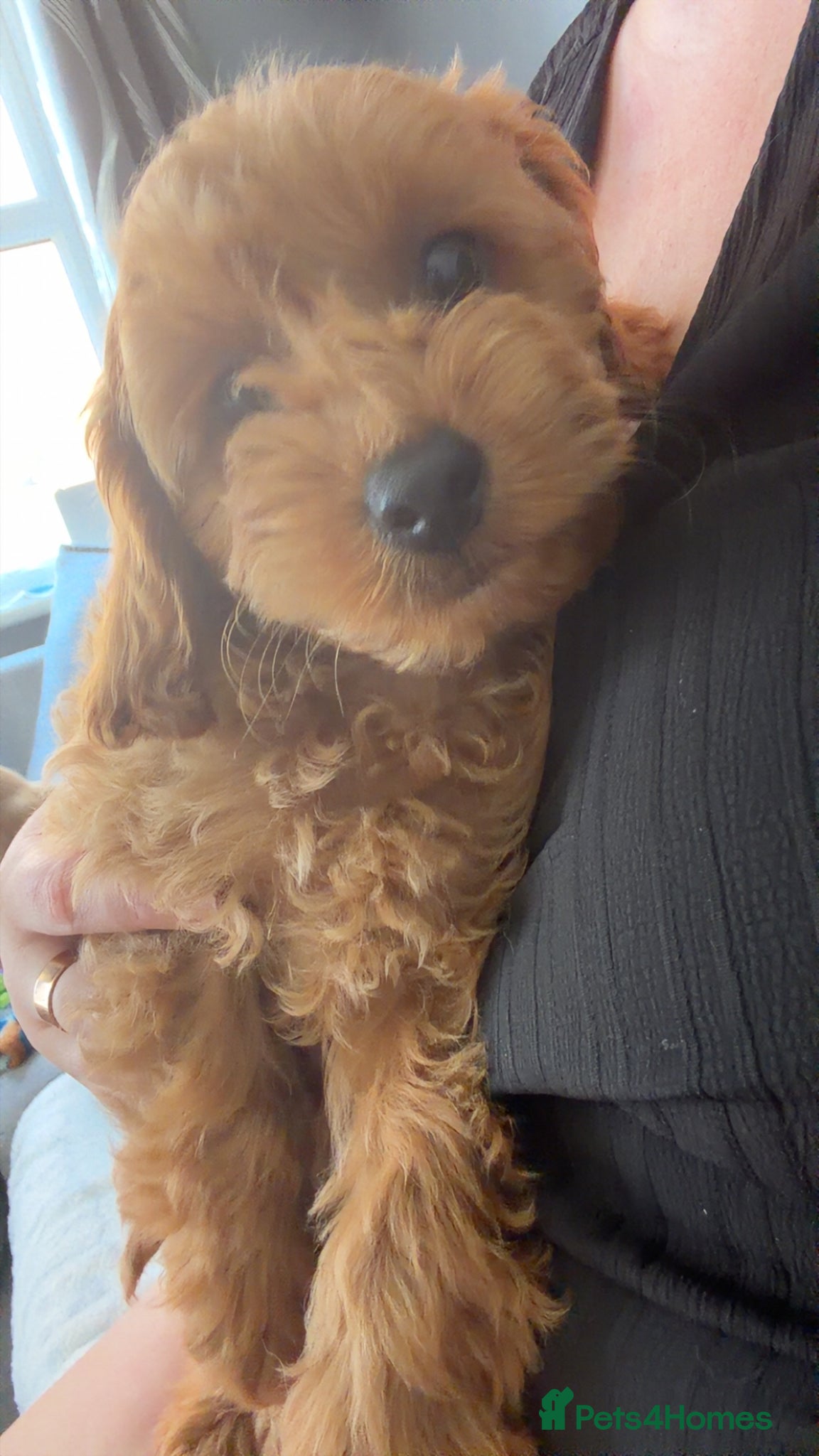Maltipoo dogs REDUCED READY NOW  Maltipoo puppies - Advert 6