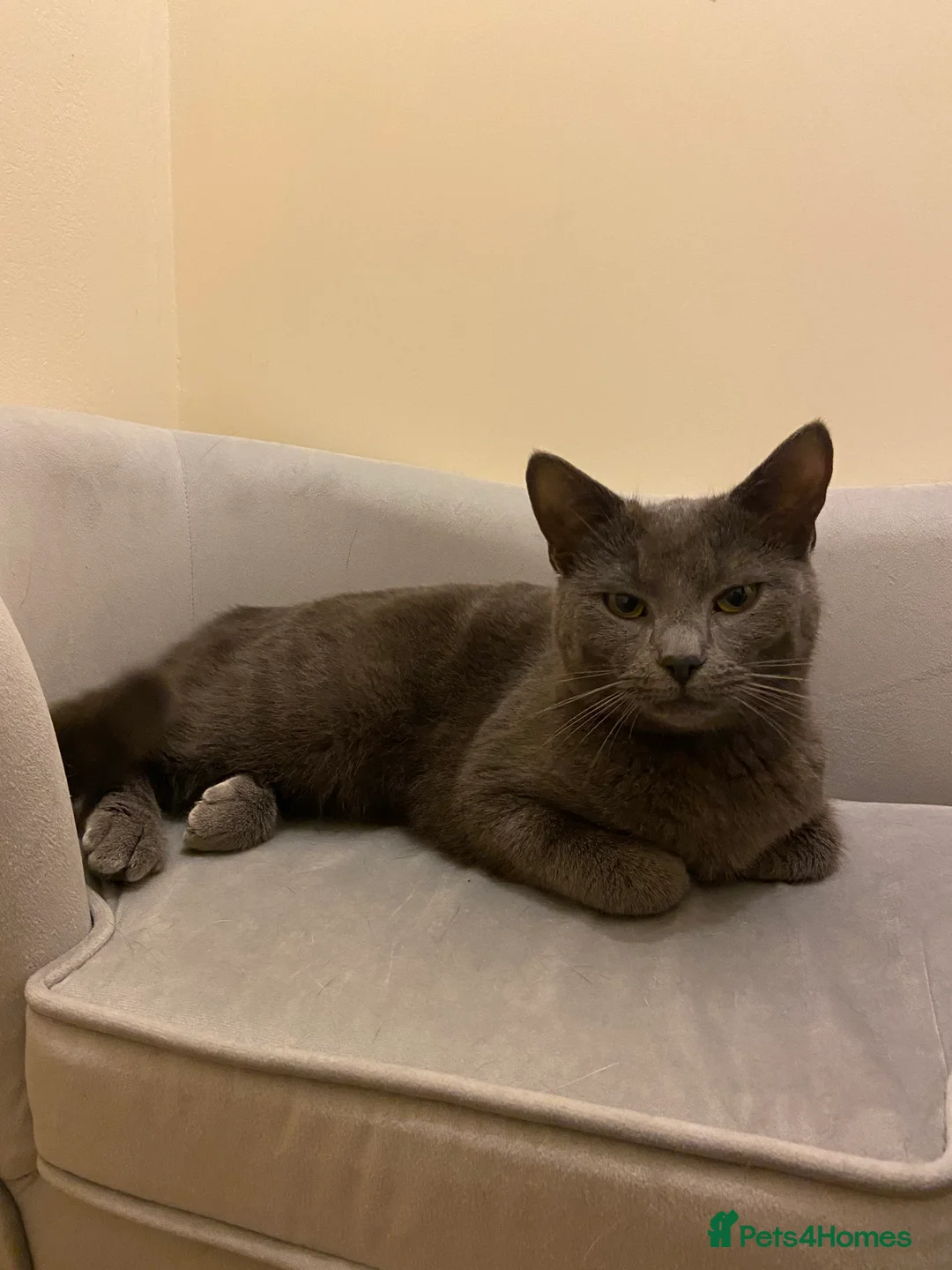 British Shorthair cats for sale: 2 bonded cats for rehoming - Advert 2