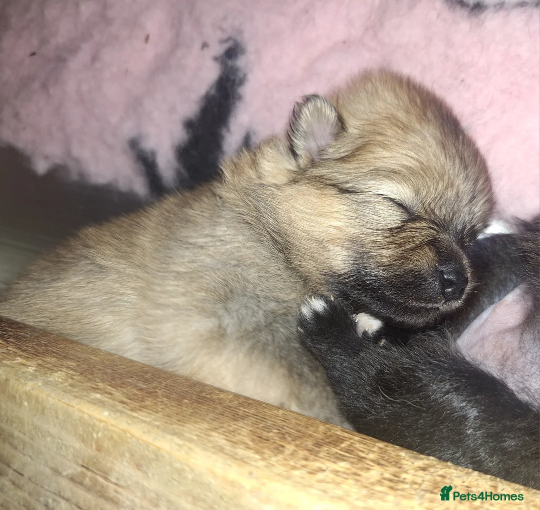 Pomeranian dogs for sale: Tiny Pomeranian Pups - Advert 11